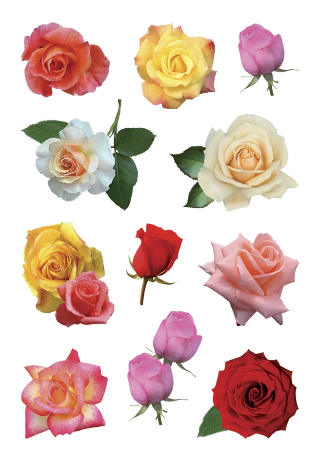HERMA Sticker DECOR 'Roses' - OEM 3581