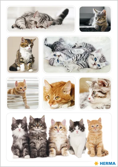HERMA Autocollants DECOR 'Chatons photogéniques' - OEM 5747