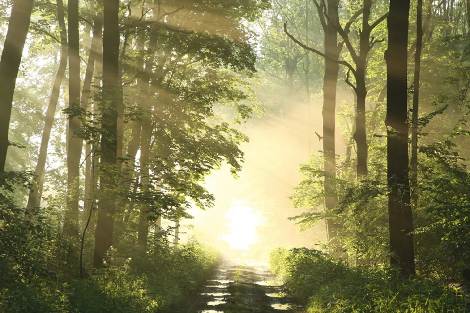 PAPERFLOW Poster mural 'Forêt', en plexiglas - OEM PHT05C – Image 6