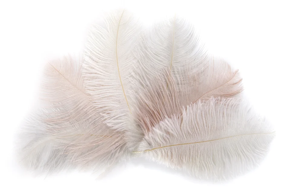 folia Plumes d'autruche, longueur : env. 170 mm, assorti - OEM 54119